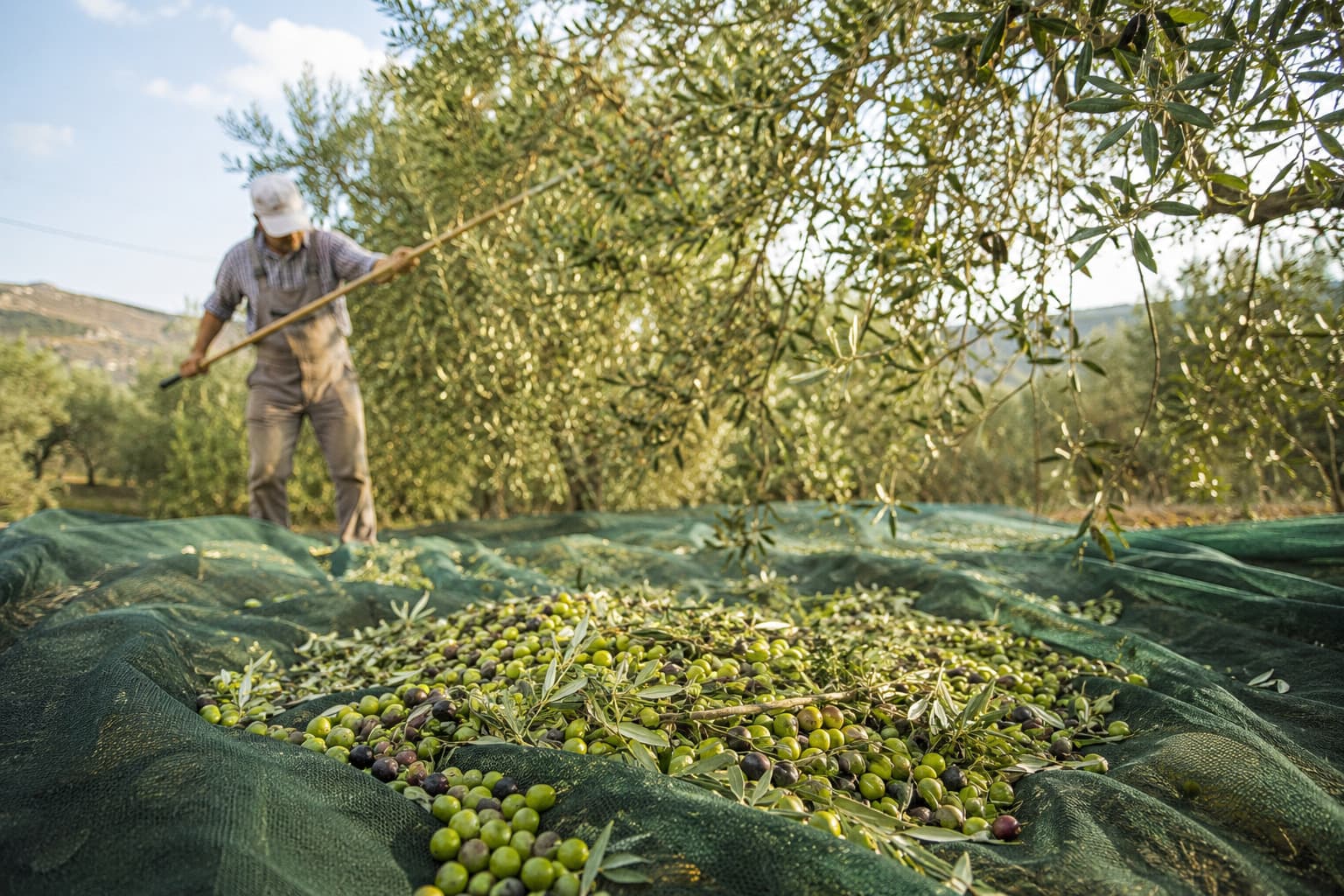 ΕΑΕ 2026: Άνοιξε η νέα πλατφόρμα myAGRO της ΑΑΔΕ – Οι ημερομηνίες και όλες οι αλλαγές για τους αγρότες